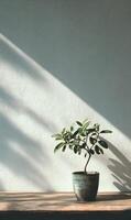 Small olive tree basks in warm sunlight creating a peaceful home ambiance simplicity and natural elegance photo