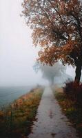 Mystical autumn pathway unfolds through a serene misty landscape evoking tranquility and reflective stillness for nature lovers photo
