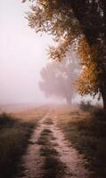 A serene journey through misty landscapes unveils nature's beauty along the tranquil pathway at dawn photo