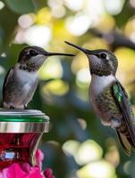 Radiant Hummers Extract Pure Nectar From Blossoms photo