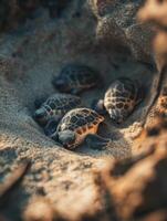 Small Baby Reptiles Facing Threats After Birth photo