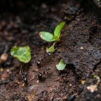 Tiny Rainforest Workers Gathering Resources for Fungus Gardens photo
