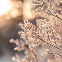 Sunlit Spider Web Featuring Fine Crystalline Formations photo