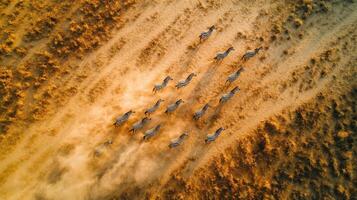 Thirsty Wildebeest Crossing Drought prone Grasslands photo