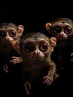 Young Dark Dwelling Primates Perfecting Sensory Night Movement Techiques photo