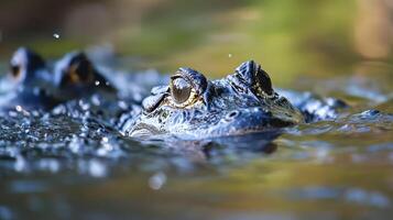 Young Water Predators Absorbing Historic Ambush Methods photo