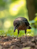 Young Avians Developing Problem Solving and Implement Handling Skills photo