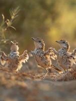 Young Sand Runners Developing Advanced Reptile Capture Techniques photo