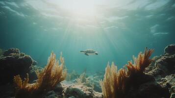 Wise Ocean Wanderers Traversing Lush Coral Landscapes photo