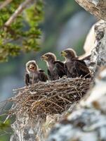 Young Raptors Supported with Nutrition from Devoted Parents photo
