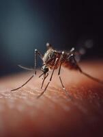 A common mosquito is still on a neutral textured skin area photo