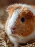 A calm pet cavy observes its surroundings with keen interest photo