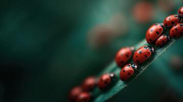 A congregation of red ladybugs resting peacefully on plant stem photo
