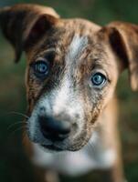 A charming baby dog with an engaging look of pure exploration photo