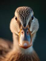 A curious pet duck with sparkling eyes gazes at the pond photo
