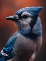 A beautiful blue jay with attentive eyes in crisp autumn setting photo