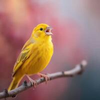 A delightful canary delivers sweet musical notes from a high branch photo