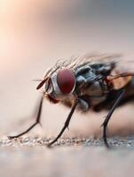 A domestic fly engaged in detailed grooming behavior cleaning limbs photo
