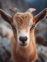 A cute young caprine with sparkling eyes showing playful interest photo
