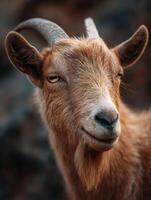 A goat with telling eyes and rough interesting fur appearance photo