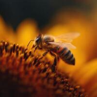 A hardworking bee on a vivid sunflower busy with pollen gathering photo