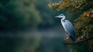 A majestic heron is positioned quietly overlooking a peaceful waterway photo