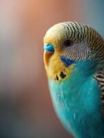 A lovely pet budgerigar with a captivating and kind stare photo