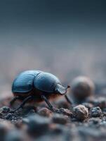 A persistent dung beetle maneuvers its large ball with dedication photo