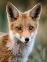 A joyful young fox with an interested cheerful summer face photo