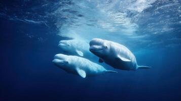 A joyful group of belugas swims in the frigid arctic waters photo