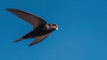 A quick swift bird catches its meal flying through the air photo