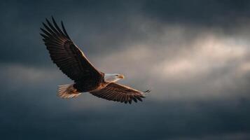A regal eagle in flight navigates the air under cloudy conditions photo