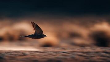 A small swift bird darts energetically along the sandy desert surface photo