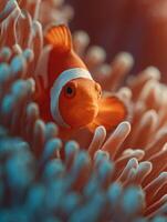 A reserved clownfish hidden in anemone with eyes watching photo