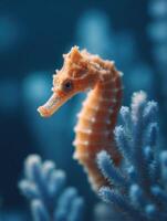 A reserved seahorse somewhat obscured by colorful coral growth photo