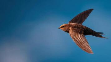 A speedy swift bird in powerful motion under open blue sky photo