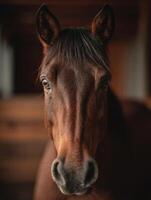 A soulful dark coated horse gazes from its quiet stable photo