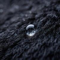 A single glistening drop of moisture on a black bears coat photo