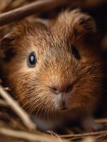 A reserved guinea pig carefully peers from under concealing hay photo