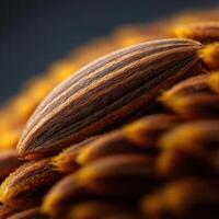 A single perfectly formed sunflower seed shown in intricate detail photo