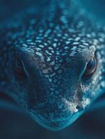 A reserved eagle ray with soft eyes and characteristic spotting photo