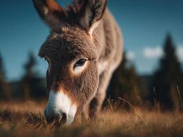 A serene donkey feeding contentedly in a lush summer pasture photo