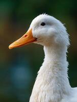 A serene white water bird with a striking orange beak looks on photo