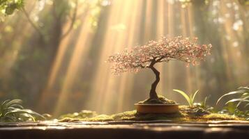 Zen bonsai in sunlit forest photo