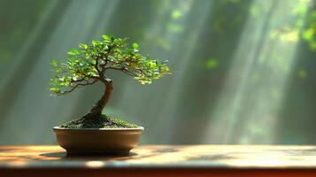 Small bonsai tree in pot, sunbeams photo
