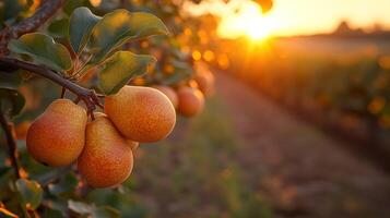 Pears ripening in orchard at sunset photo