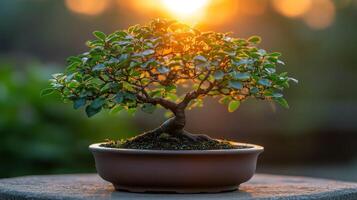 Miniature bonsai tree bathed in golden sunset light photo