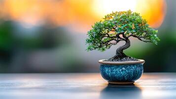 Miniature bonsai tree in a decorative pot at sunset photo