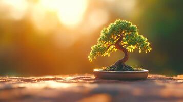 Miniature bonsai tree in golden sunlight photo