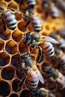 Honeybees Working In A Honeycomb Structure photo